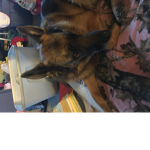 Animal and best friends club