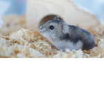 Small Hamster & Chomiczek Team