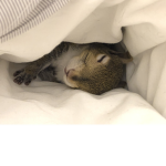 The squirrel fan group