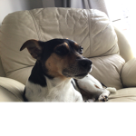 Sara dog