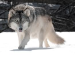 Fox's howl