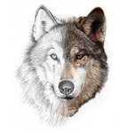 WOLF YT