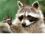 Raccoon groupz