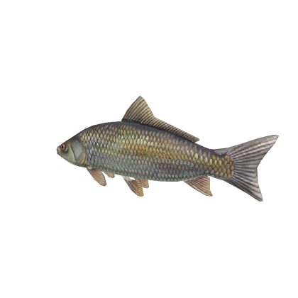 James The Fish