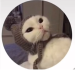 meow meow mewo gang