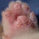 The cat likes his beans