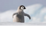 THE #PENGUINSQUAD FOR ALL