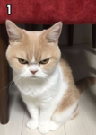 CatAnimu