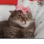 Skitty gang