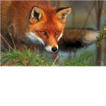 Foxy Army