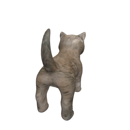 Kitten