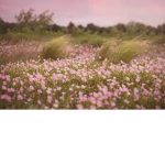 Best friends flower