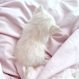 ‿ ︵ ‿ ੭୧ ‿ ︵ ‿