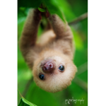 Miley's sloth group