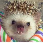 The Hedgehog Fan club!