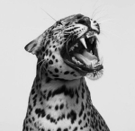 ~ simply leopards ~