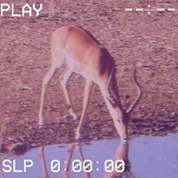 >old |..| Starry Vernal |..|