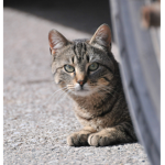 reggie the cats pogger group