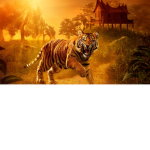 The Serious Tigers