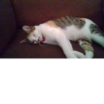 kittens are the cutest!!!