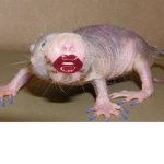 My Rats Of Fans