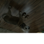 Doges are the bessssssst