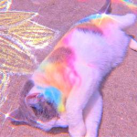claire's kitties