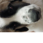 Da best dog