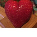 ~the strawberry girls~