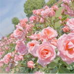 ʚ lovesome ɞ