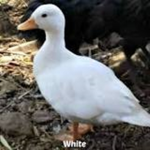 Duck Gangy