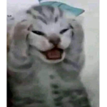 Angel cats in heaven