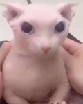 PeepsWhoWentDeeGANG