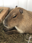 The preppy capybara club