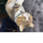 I love kitties you’re so cute