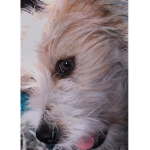 Hello I love TEDDY (MY DOG) group