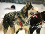 Husky’s Are Cool!