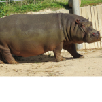 Zontack