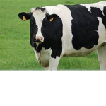 big moo