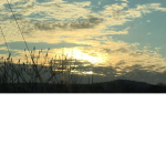 kermit the krackhead