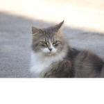 Renegade Furballs