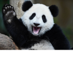 Group.of.pandas