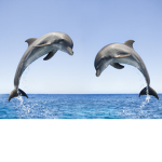 Dolphin's Aesthetics