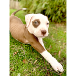 Luna ma chienne