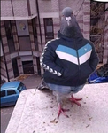 P1G30NWWWSEE