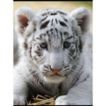 Tiger Family!!!!!!!!!!!!!