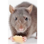 Ratatouillez