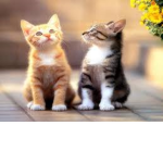 Kedi Squad