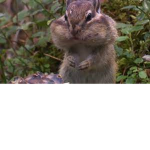 Chipmunks united forever