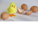 Egg's Fan Group (;
